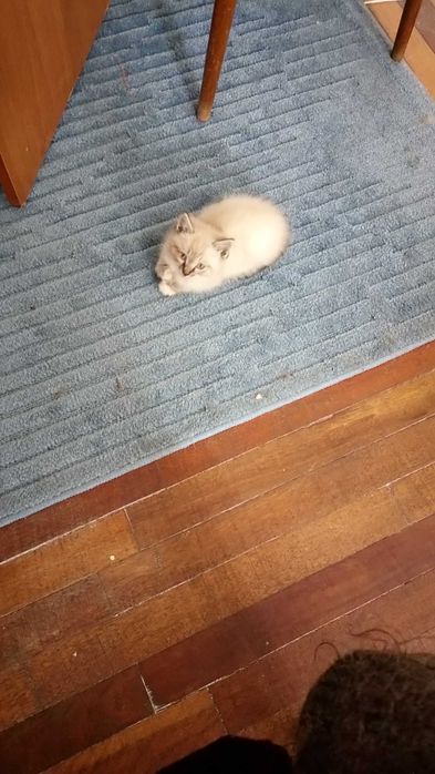 Домашний питомец