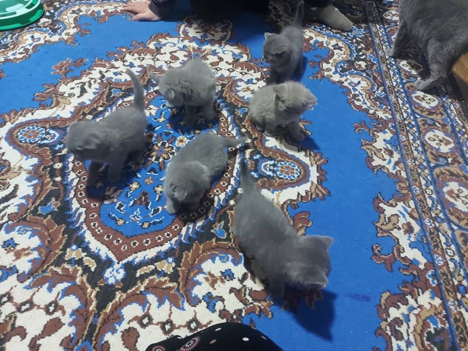 шотландские вислоухие котята