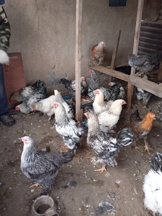 Продам срочно курей