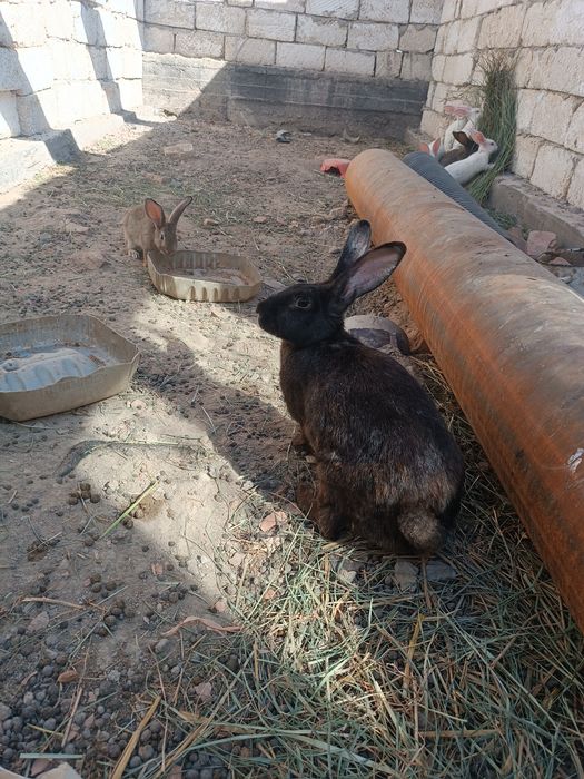 Коян сатылады срочно