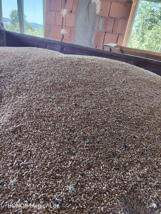 Vind griu și triticale