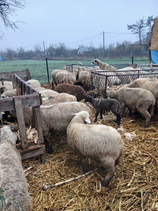 Oi gestante de vanzare