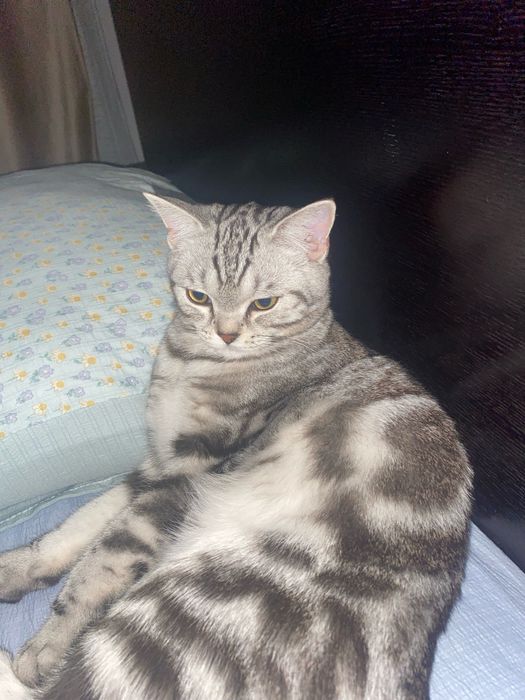 Британиский кот.