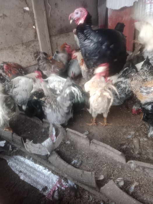 Продам петух продам