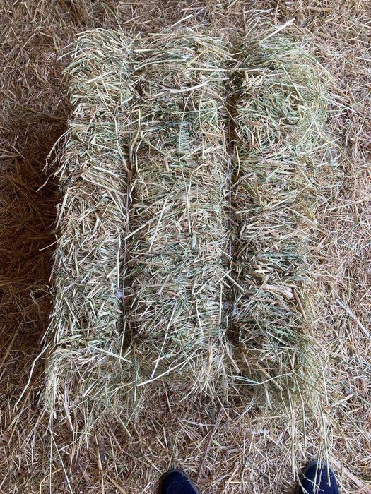 ПИЧАН сотилади Сифати ЗУР