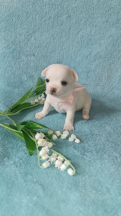 Щенок чихуахуа  девочка