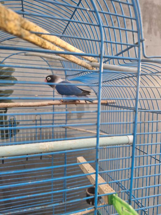 Papagali nimfe de vanzare.