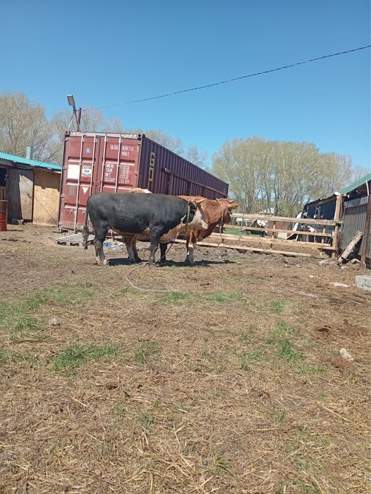 Продам        быков.