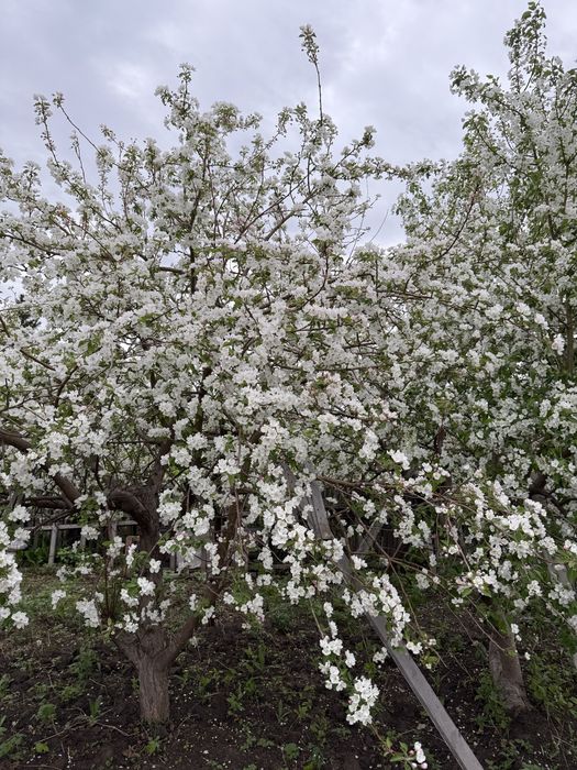 Продам дачу в обществе Дархан