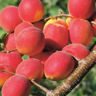 Pomi Fructiferi deosebiti  cais big red