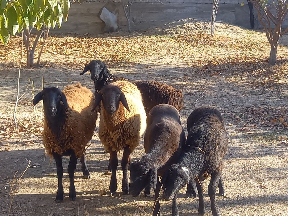 Қой, тоқтылар сатылады