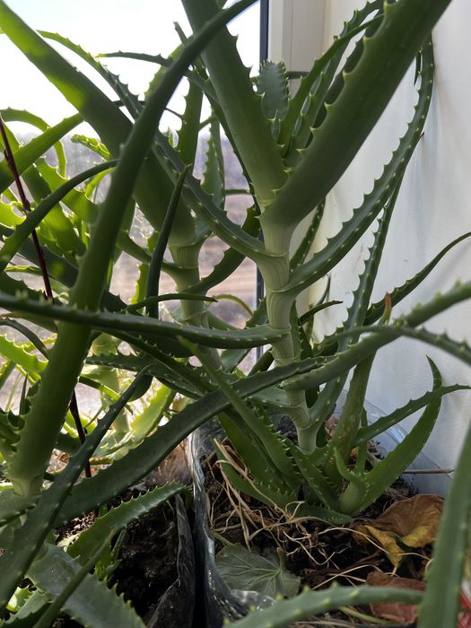 АЛОЭ Столетник 5 лет