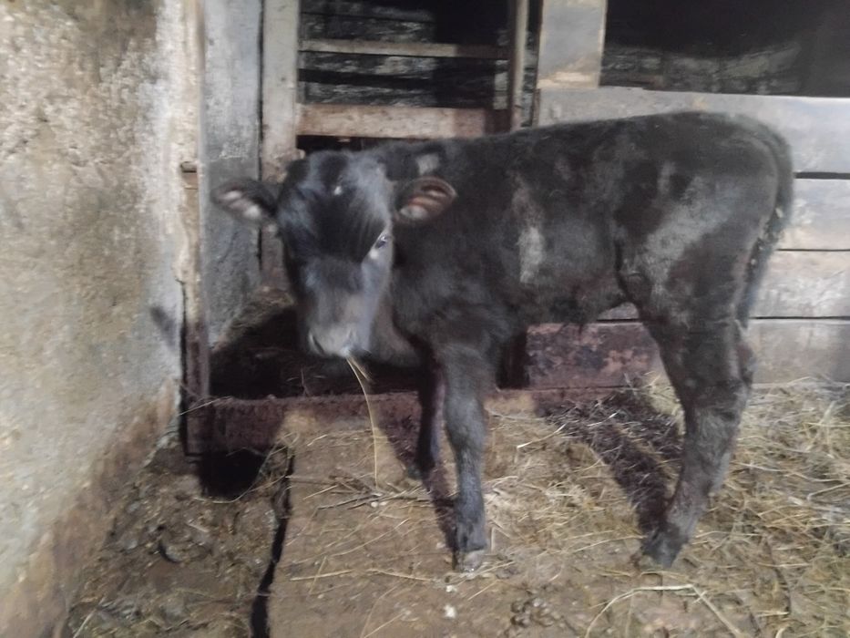 Здравствуйте продам два бычка