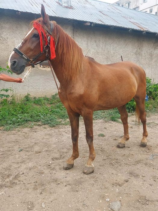 Cal de vanzare castrat
