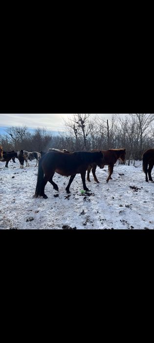 Продаю 2 молодые  Кобылы