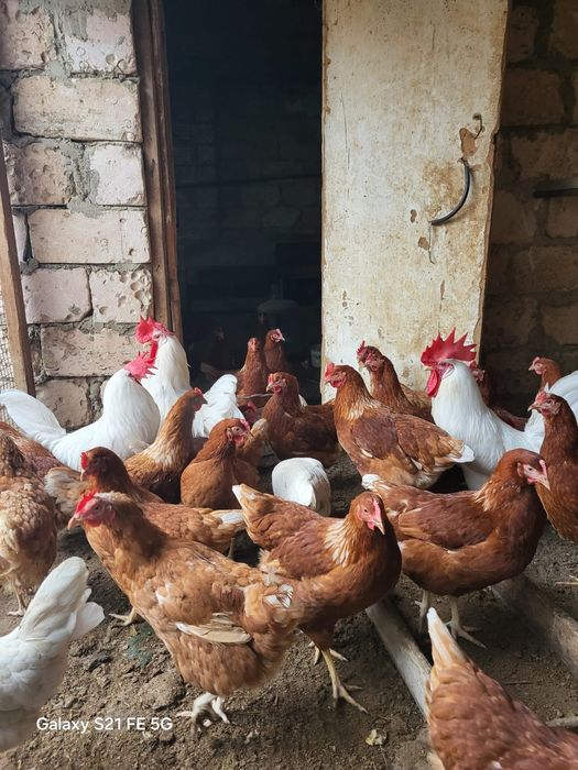 Әтештер сатылады