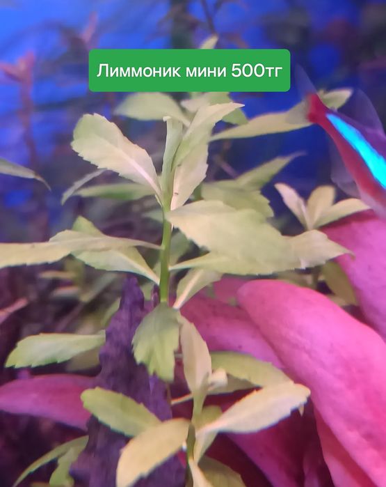 Редкие аквариумные растения