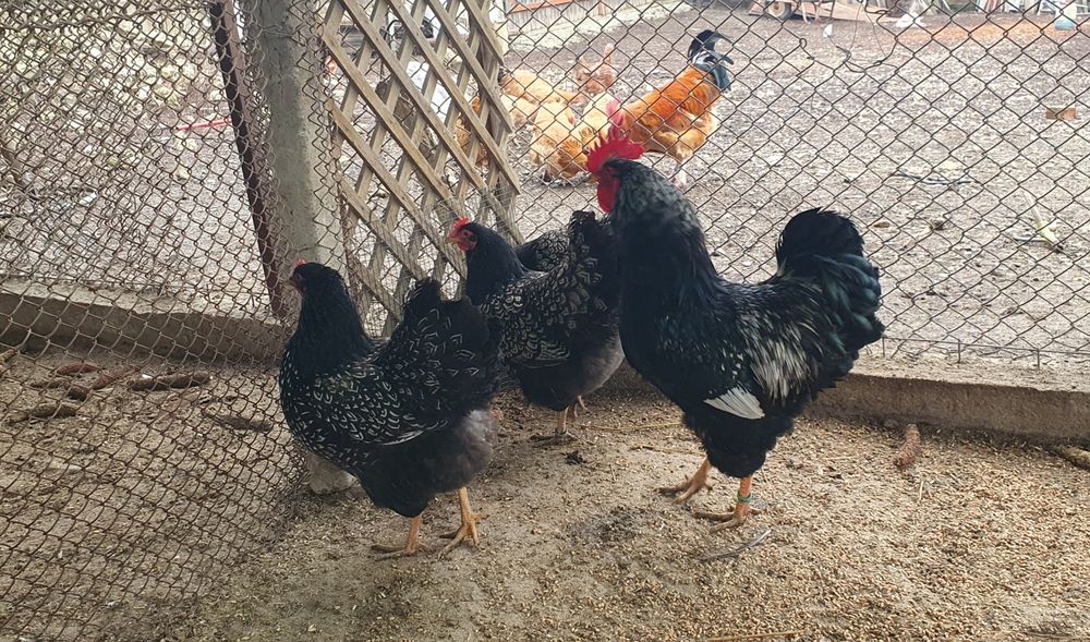 Barnevelder argintiu