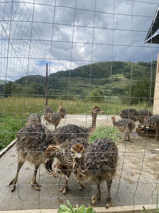 Pui de struti la 30 de zile