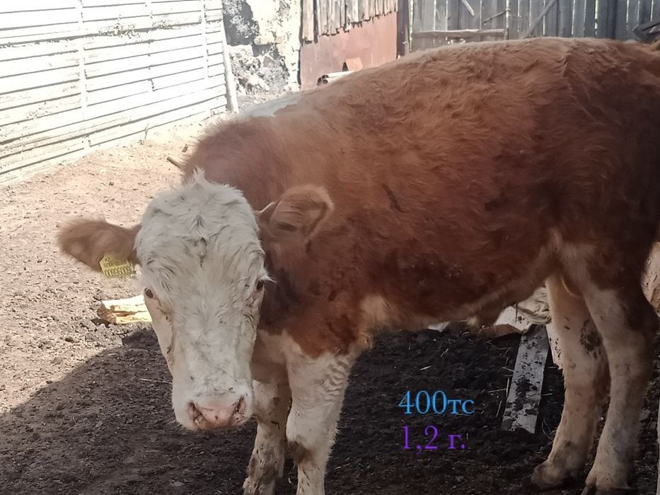 Продам телят''''