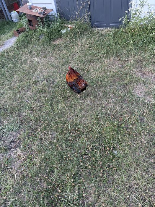 Vand 2 cocosi- araucana si matase japoneza