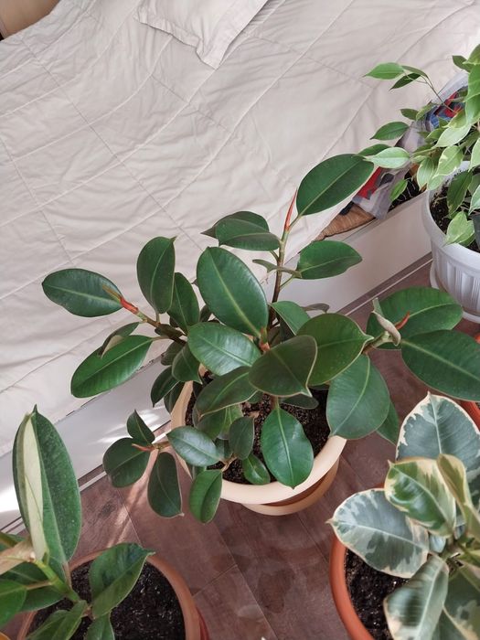 Фикус кустовой. В новом горшке