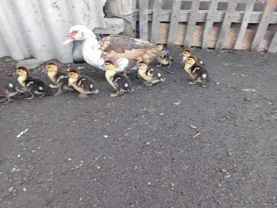 Продам индоутки лаванда