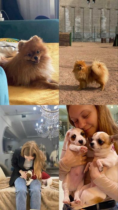 Передержка, зооняня для домашних животных