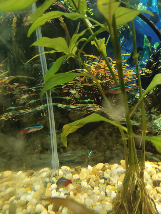 Рибки неони 5 броя