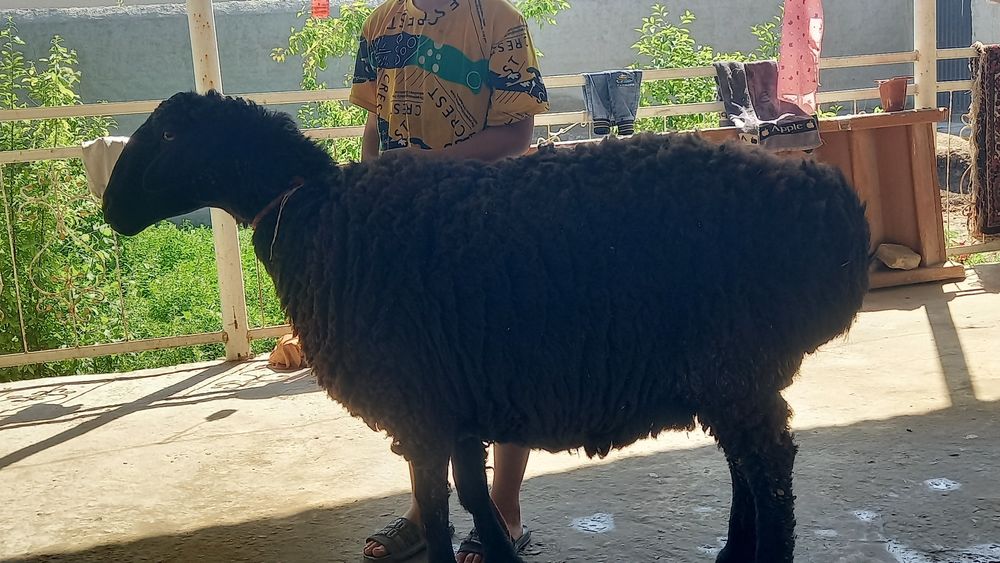 Bugoz edilbay quy sotiladi.