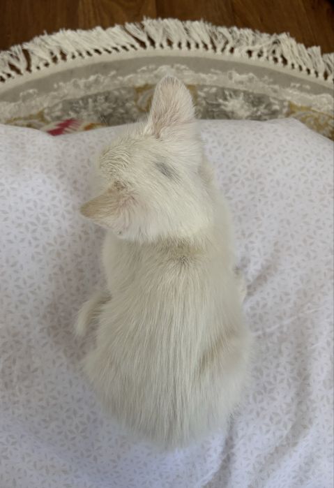 Котенок в ДОБРЫЕ руки!!!