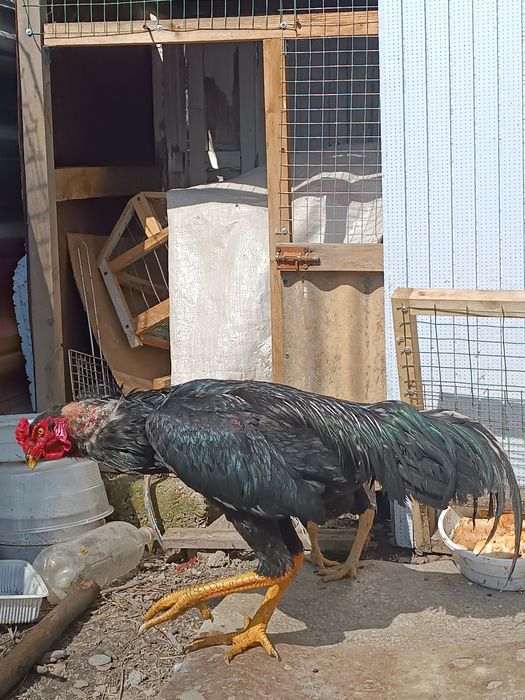 Продаю петух и курица