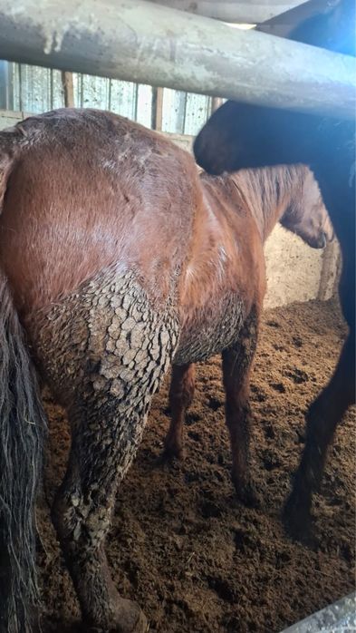 Ат-жылкы сатылады