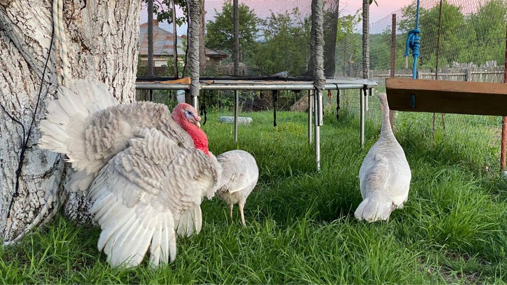 Oua de curca lavanda pt incubat