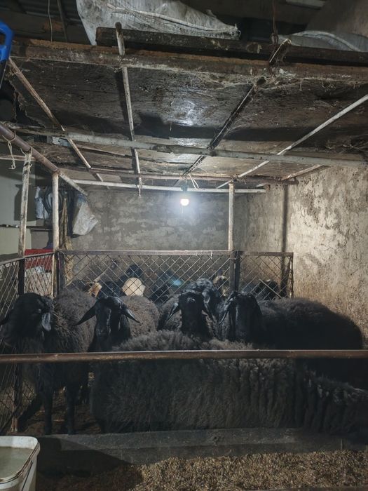 Курбонлик ва маракалар учун куй касоб хизматиям бор