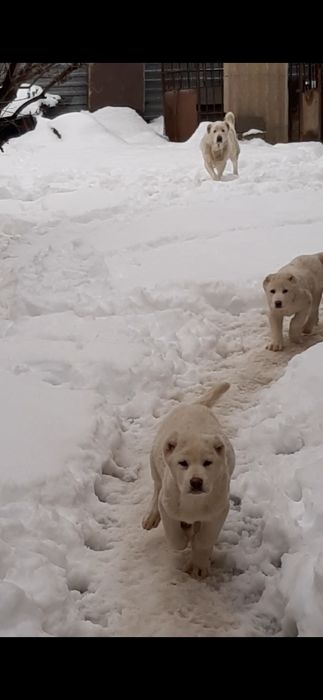 Продам щеков среднеазиадской авчарки