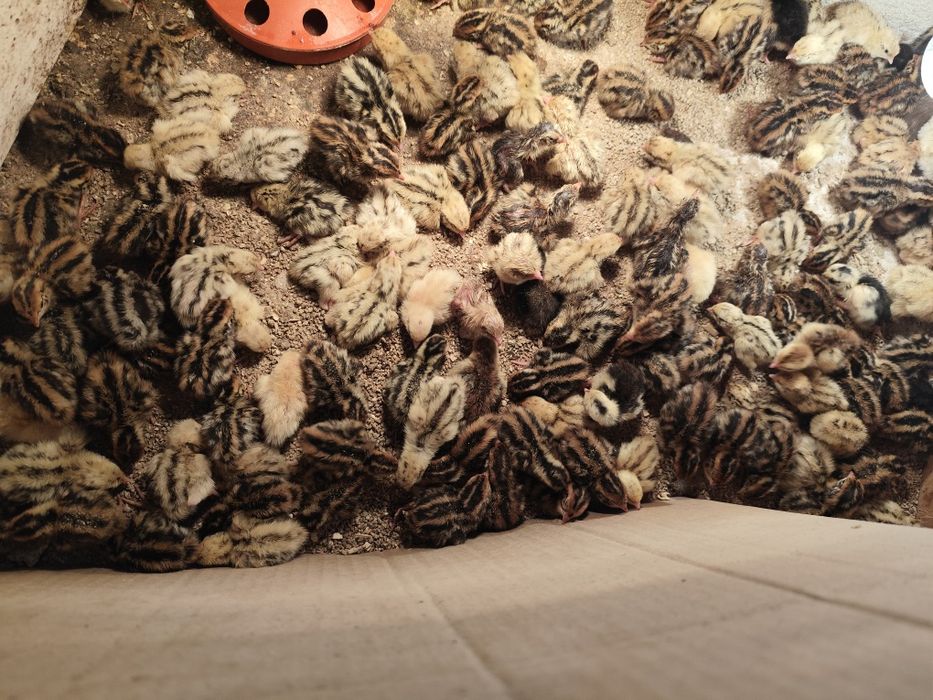 Пътпъдъци , Фараон и Манджурски