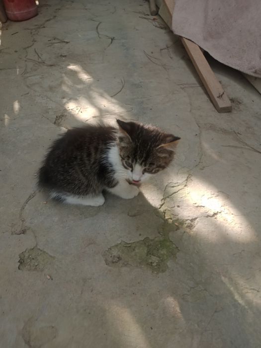 Котята,2мес,мальчики и девочки