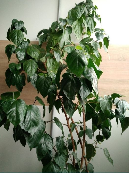 Trandafir japonez, hibiscus