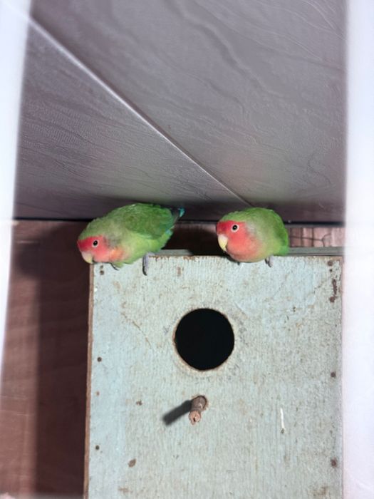 Nerazlushka toti ishlashka tayyor