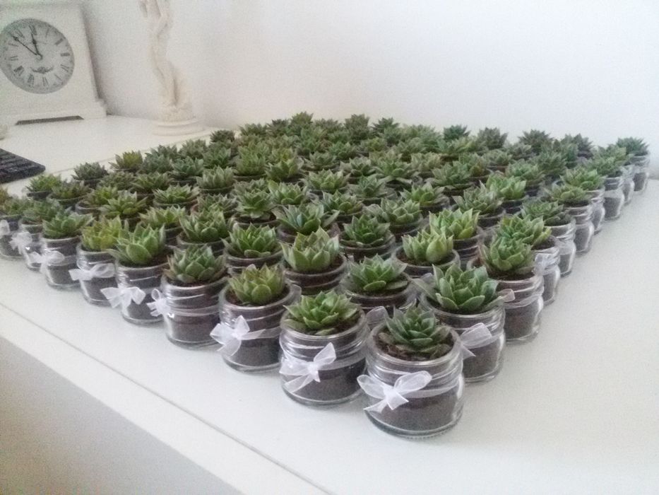 Marturii cu plante suculente