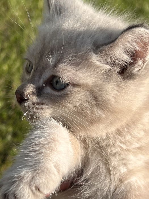 Отдам котят г. Есик