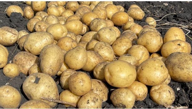 Продам семена картофеля