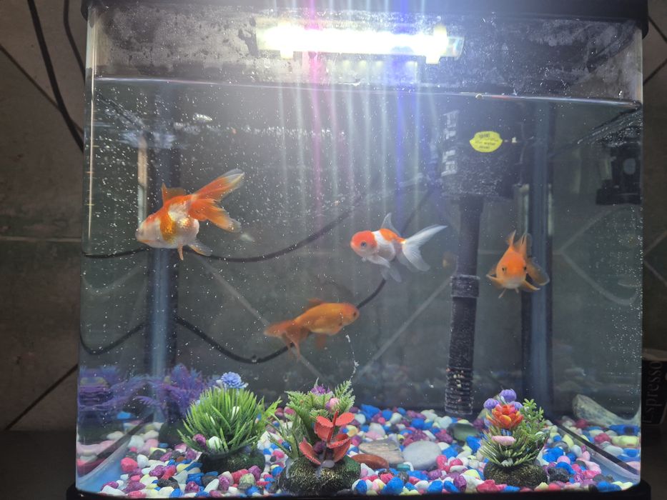Аквариум с рыбками