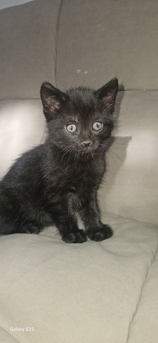 Отдам котят 2 месяца