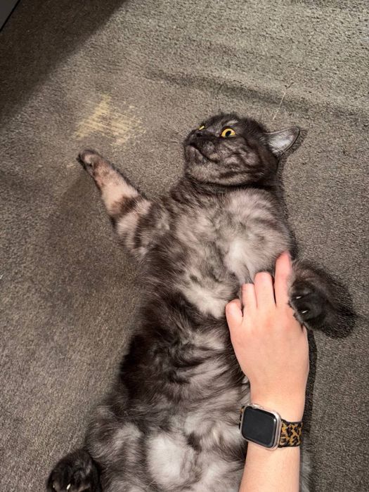 котик отдам в добрые руки