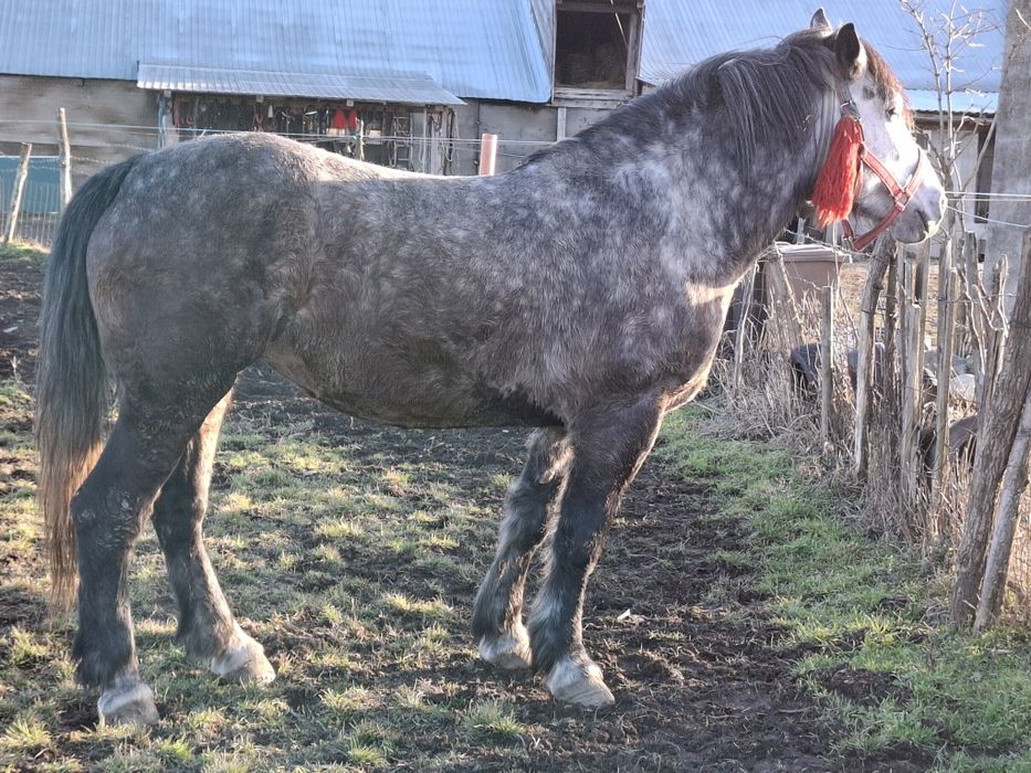 Vand iapa frumoasa, sanatoasa, cuminte,  fara nici un fel de defect.