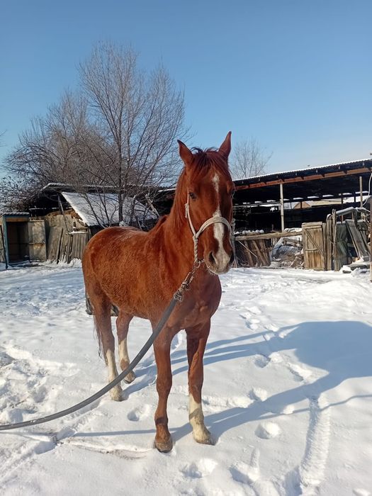 Жеребец дончак крупный