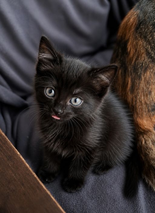 Отдам котят в добрые руки!