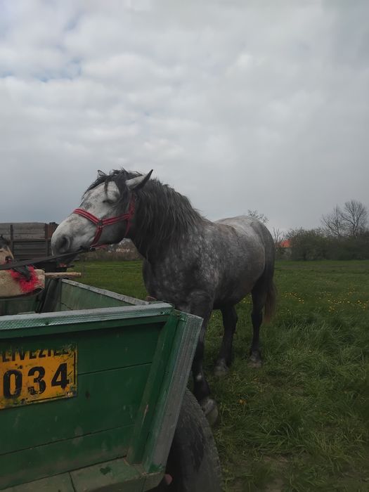 Vând iapă sura vîrta 3 ani gestantă